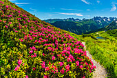 Alpenrosenblüte, Panorama vom Fellhorn über den Schlappoldsee und Bergstation der Fellhornbahn zum zentralen Hauptkamm der Allgäuer Alpen, Allgäu, Bayern, Deutschland, Europa
