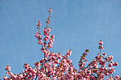 Detailaufnahme von blühenden Kirschbäumen, München, Bayern, Deutschland, Europa