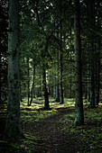 Pfad zwischen Nadelbäumen im nebligen Wald Barkeler Busch, Schortens, Friesland, Niedersachsen, Deutschland, Europa