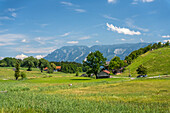 Zwischen Anger und Höglwörth, Blickrichtung Hochstaufen, Chiemgau, Bayern, Deutschland