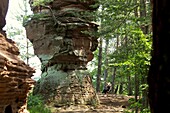 Im Dahner Felsenland, Pfälzer Wald, Rheinland-Pfalz, Deutschland