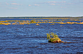 Floating islands in the White Lake, Béloje Ózero, Volga-Baltic Sea Canal, Belozerskij District, Vologda Oblast, Vologda Oblast, Russia, Europe