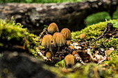 Eine kleine Pilzgruppe im Naturwaldreservat, Hermersbergerhof, Rheinland-Pfalz, Deutschland