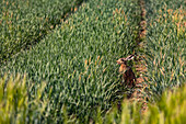 Ein Hase sitzt mit gespitzten Ohren in einer Traktorspur eines Getreidefeldes, Deutschland