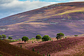 Ryvoan Walk, Glenmore Forest Park, Cairngorms footpath, summer with heather blossom, bright purple, pink, Aviemore, Highlands, Scotland, UK