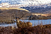Red Deer on Loch Assynt, Sutherland, Scotland UK