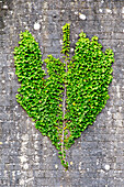 Ivy green leaf pattern climbs on brick wall, Heart, Scotland UK