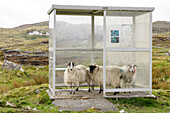 Schafe flüchten vor Regen in Buswartehäuschen, Unterstand, Harris, Äußere Hebriden, Schottland UK