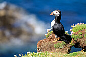 Papageitaucher, Fratercula arctica, Puffin, Lunga, Treshnish Isles, Mull, Hebriden, Schottland UK