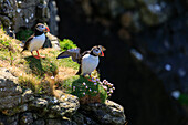 Puffin, Fratercula arctica, Puffin, Lunga, Treshnish Isles, Mull, Hebrides, Scotland UK