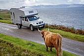 Camper, motorhome, bimobile, encounter with highland cattle, Applecross Peninsula, Sutherland, Scotland UK