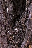 Artistic patterns can be seen in the bark of a damaged tree