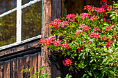 Flowers, balcony, farmhouse, Aldein, Radein, South Tyrol, Alto Adige, Italy