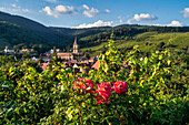 View of vineyards and the Saint Grégoire church in Ribeauville, Alsace, France, Europe Ribeauville, Haut-Rhin department, Grand Est region, Elsaessische Weinstrasse, Alsace, France