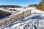 Winter in den Weinbergen von Castell, Unterfranken, Franken, Bayern, Deutschland, Europa