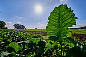 Zuckerrübenpflanzen im herbstlichen Gegenlicht, Orsberg, Rheinland-Pfalz, Deutschland