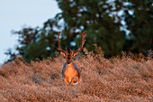 Springender Damhirsch in einem Rapsfeld, Ostholstein, Schleswig-Holstein, Deutschland