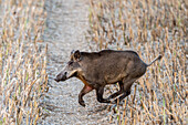 Wild boar on the run, Ostholstein, Schleswig-Holstein, Germany