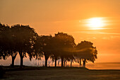 Sunrise with an avenue in the fog, Neukirchen, Ostholstein, Schleswig-Holstein, Germany