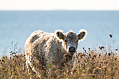 Highland cattle with the Baltic Sea in the background, Heiligenhafen, Ostholstein, Schleswig-Holstein, Germany