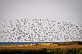 Starlings flying in formation on the Baltic Sea, Heiligenhafen, Ostholstein, Schleswig-Holstein, Germany