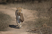 A mother leopard, Pnathera pardus, carries her cub in her mouth