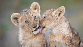 Zwei Löwenbabys, Panthera leo, sitzen zusammen, einer leckt den anderen