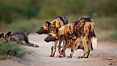 Wilde Hunde, Lycaon pictus, stehen in einer Stalking-Position