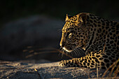 Das Seitenprofil eines Leoparden, Panthera pardus, in weichem Licht
