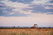 Ein Zebra und ein Fohlen, Equus Quagga, stehen zusammen bei Sonnenuntergang, Vollmond im Himmel