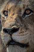 Das Gesicht eines männlichen Löwen, Panthera leo, der aus dem Rahmen schaut