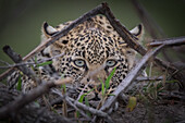 Ein Leopard liegt auf dem Boden, die Ohren angelegt