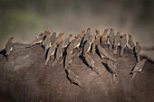 Red billed oxpeckers, birds perched on a buffalo