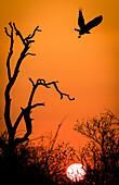 Silhoutte of a hooded vulture at sunset