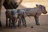A female warthog, Phacochoerus africanus, and her piglets stand together