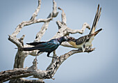 A Burchells Starling bird feeds a Great Spotted Cuckoo