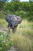 An elephant calf, Loxodonta africana with a branch in its trunk