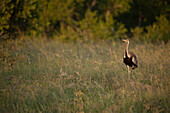 A Black Bellied Bustard, Lissotis melanogaster, walking through the grass