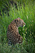 A leopard, Panthera pardus, site in long green grass, turning over her shoulder