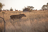 A lioness with no tail, Panthera leo walks through dry grass