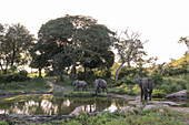 Herde von Elefanten, Loxodonta africana, stehen und trinken aus einem Wasserloch