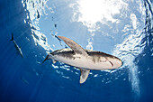Bahamas, Cat Island,  Ozeanischer Weißspitzenhai schwimmt im Meer