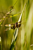 Canada, Ontario, Dragonfly on blade of grass in field