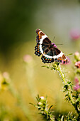 Kanada, Ontario, Schmetterling auf Distel im Feld