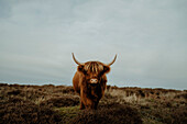 Porträt braune Highland Rind, Nationalpark Peak District, England