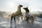 Verspielte Pferde, die sich auf dem sonnigen, verschneiten Winterfeld aufbäumen