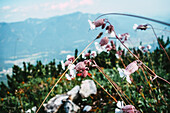 Mountain blossoms in the Wetterstein