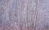 Winter birch forest in the first morning light, Weilheim, Bavaria, Germany, Europe