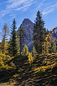 Mountain forest in the area of the Three Peaks, Dolomites, Italy, Europe