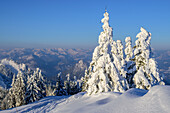 Verschneite Fichten mit Bayerische Alpen im Hintergrund, Hochries, Chiemgauer Alpen, Oberbayern, Bayern, Deutschland